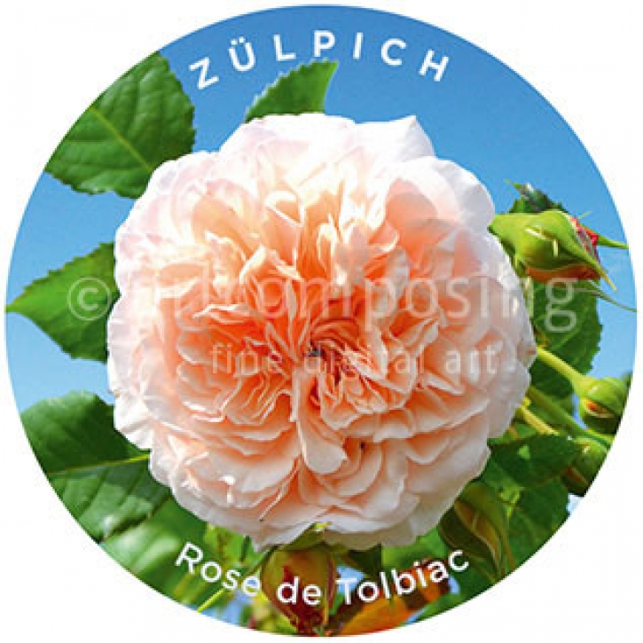 76-519 Zülpich - Rose de Tolbiac (Magnet)
